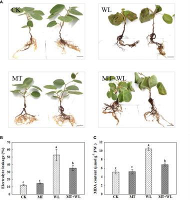 Exogenous treatment with melatonin enhances waterlogging tolerance of kiwifruit plants